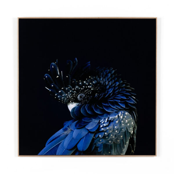 Red Tailed Black Cockatoo by Getty Image