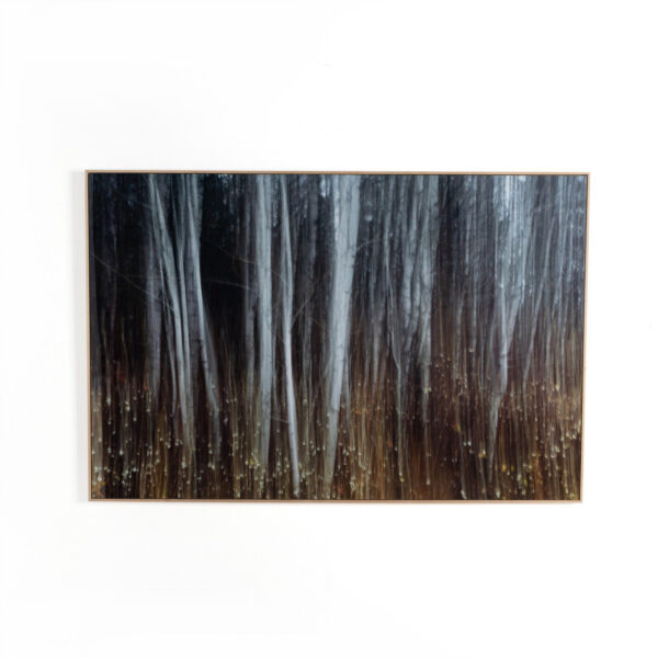 Woodland Blur by Getty Images
