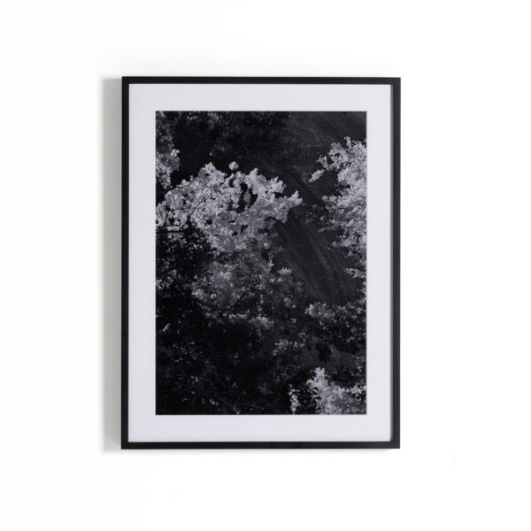 Tree Gaze I by Coup D'Esprit