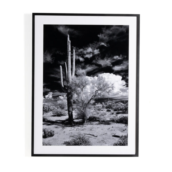 Sonoran Desert by Getty Images