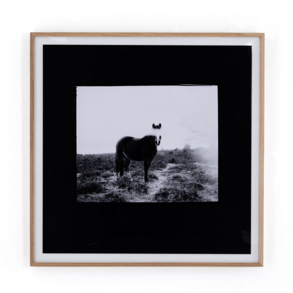 Blank Horse by Annie Spratt