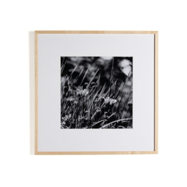 Floral Film I by Annie Spratt