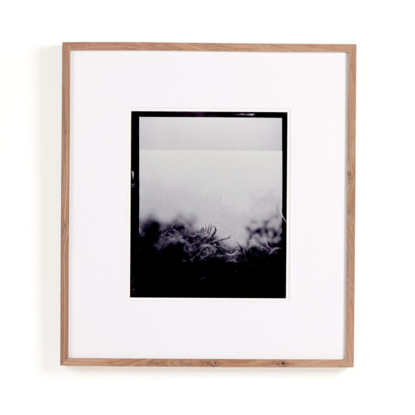 Hasselblad Fern I by Annie Spratt