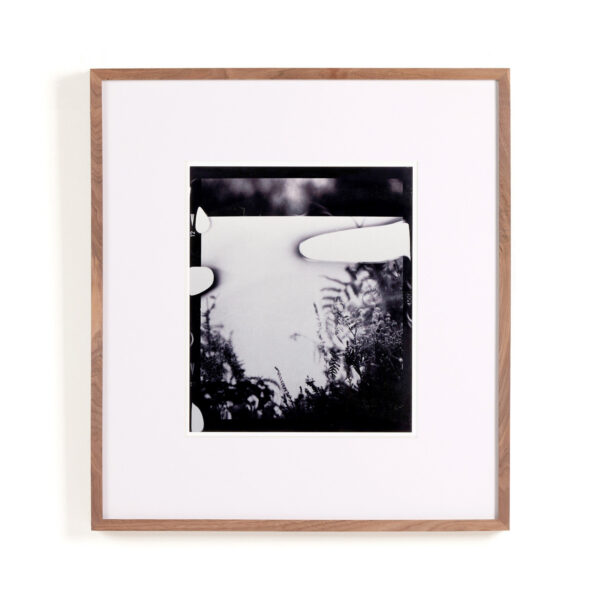 Hasselblad Fern II by Annie Spratt
