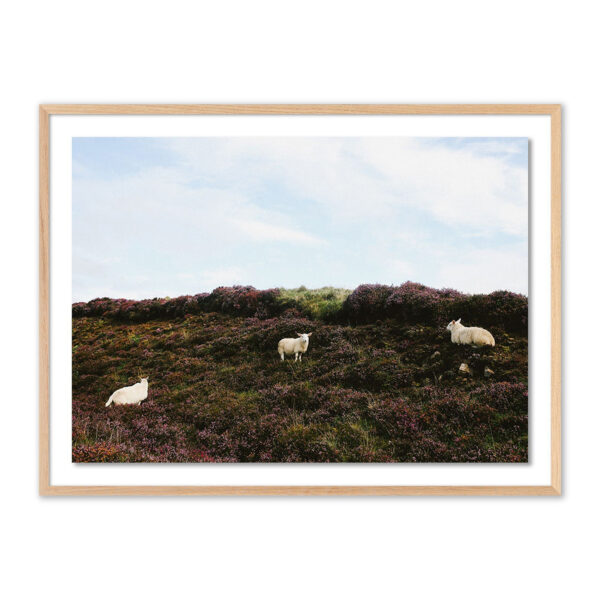 Sheep in Heather by Wesley and Emma Teague