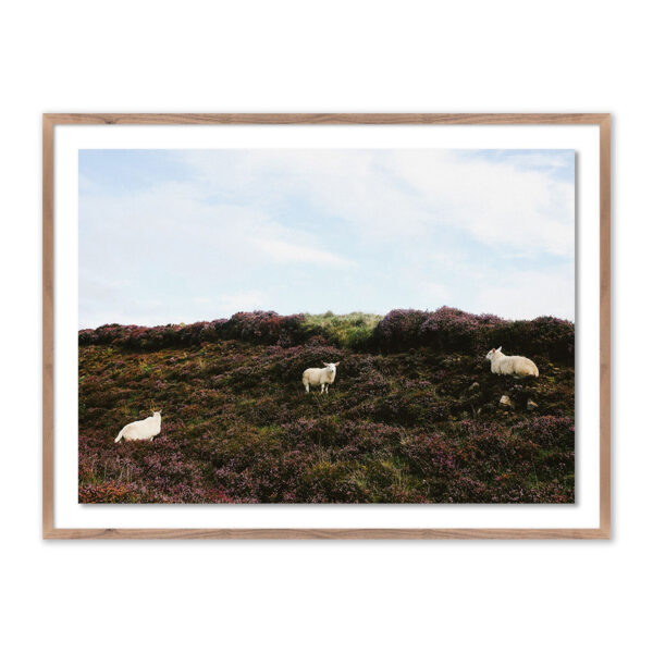 Sheep in Heather by Wesley and Emma Teague