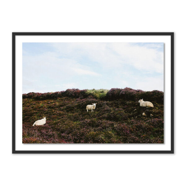 Sheep in Heather by Wesley and Emma Teague