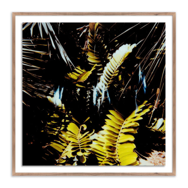 Baja Polaroid No. 1 by Jackie Lee Young