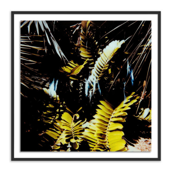 Baja Polaroid No. 1 by Jackie Lee Young