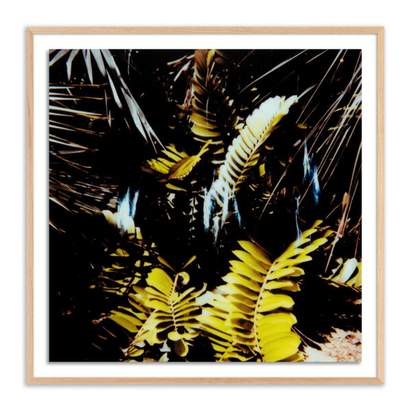 Baja Polaroid No. 1 by Jackie Lee Young
