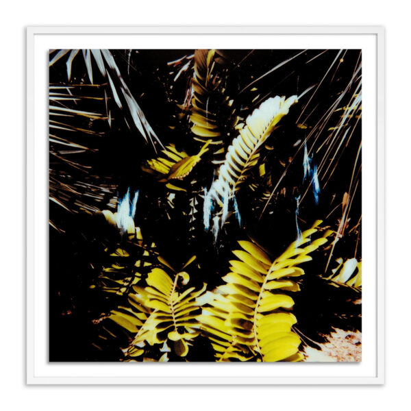 Baja Polaroid No. 1 by Jackie Lee Young
