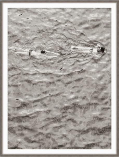 Taking a Dip 1 Wall Art