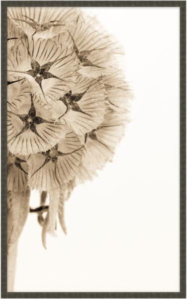 Dawning Bloom 1 Wall Art