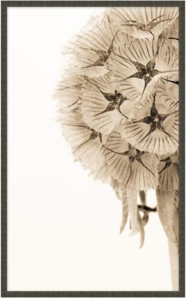 Dawning Bloom 2 Wall Art