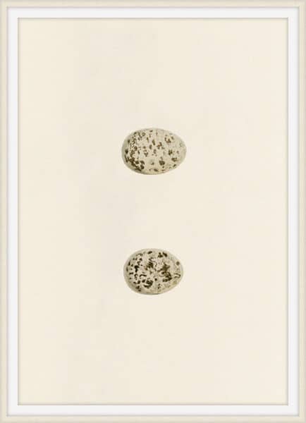 Unhatched 4 Wall Art