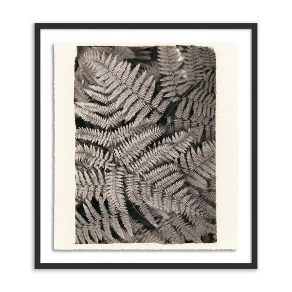 Fern by Platinum Revival, Medium