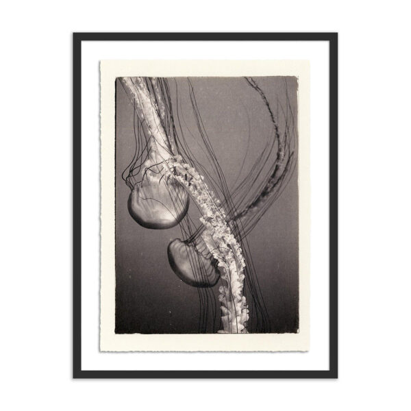 Jellies 4 by Platinum Revival, XL