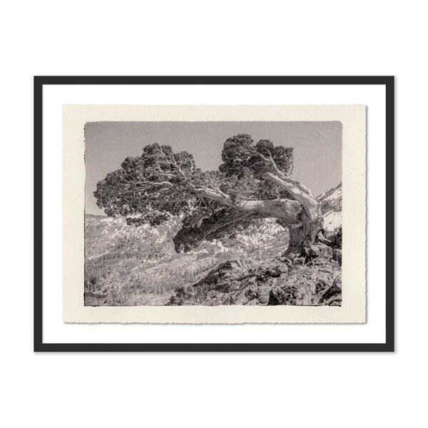 Juniper Gampi by Platinum Revival, Medium