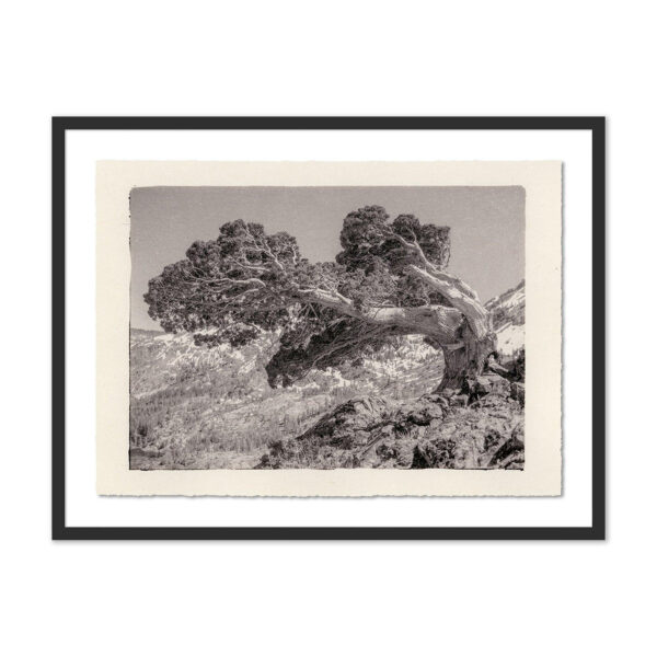 Juniper Gampi by Platinum Revival, Small