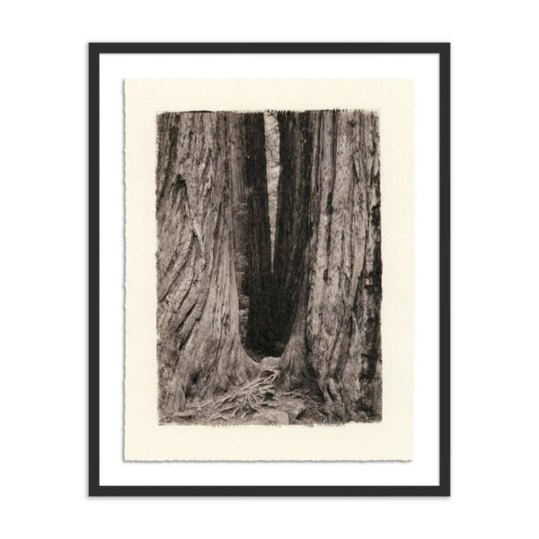 Redwoods Magical Portal by Platinum Revival, Med