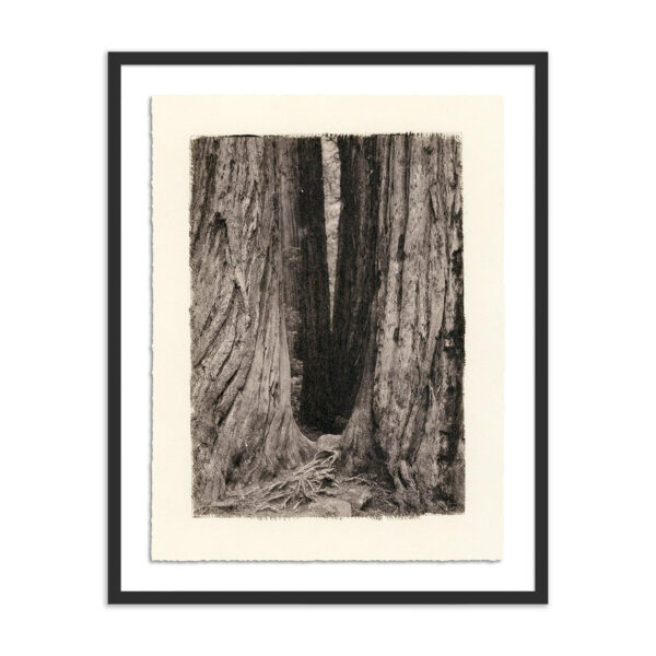 Redwoods Magical Portal by Platinum Revival, OS