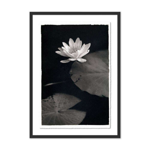Water Lilly-Kozo by Platinum Revival, Medium