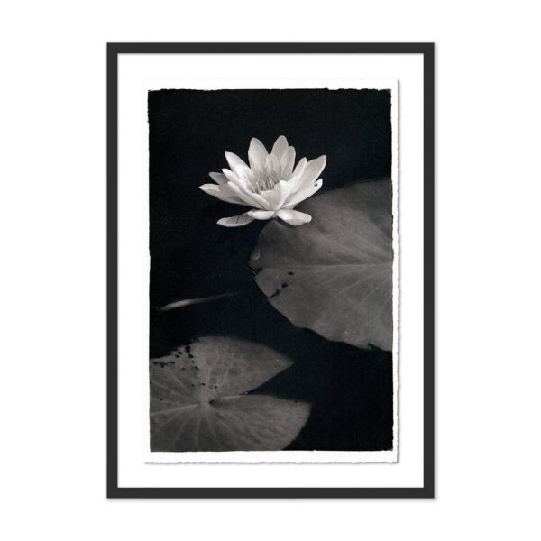 Water Lilly-Kozo by Platinum Revival, Small