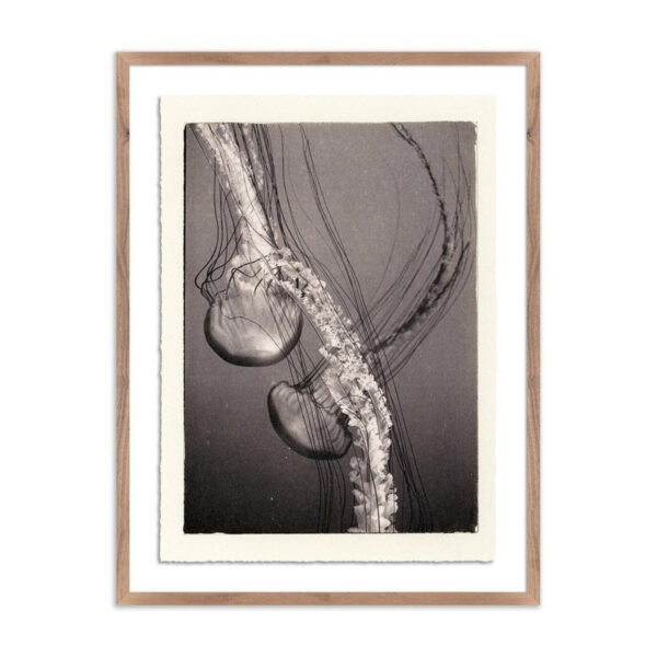 Jellies 4 by Platinum Revival, Medium