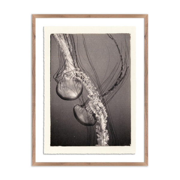 Jellies 4 by Platinum Revival, Oversized
