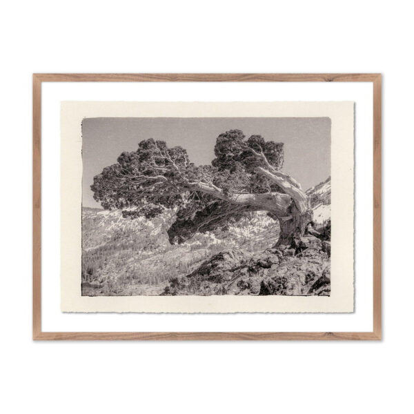 Juniper Gampi by Platinum Revival, XL