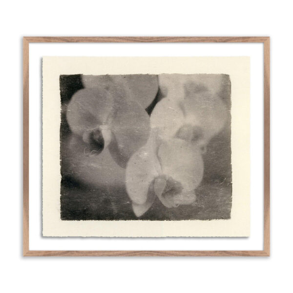 Orchids by Platinum Revival, Oversized