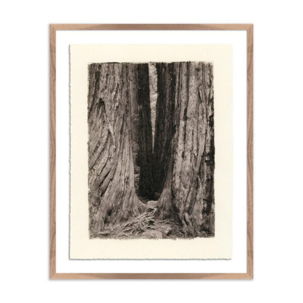 Redwoods Magical Portal by Platinum Revival, Med