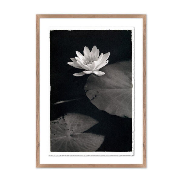 Water Lilly-Kozo by Platinum Revival, Medium