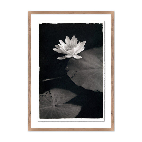 Water Lilly-Kozo by Platinum Revival, Small