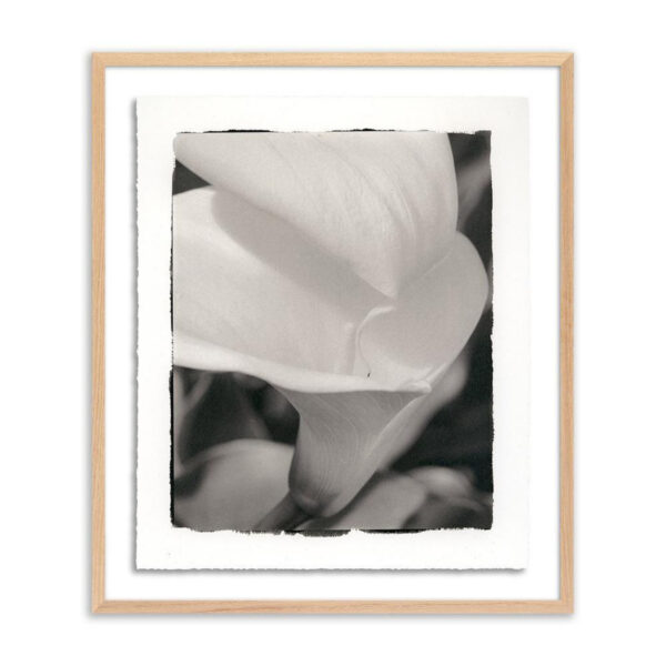 Calla Lily by Platinum Revival, Medium