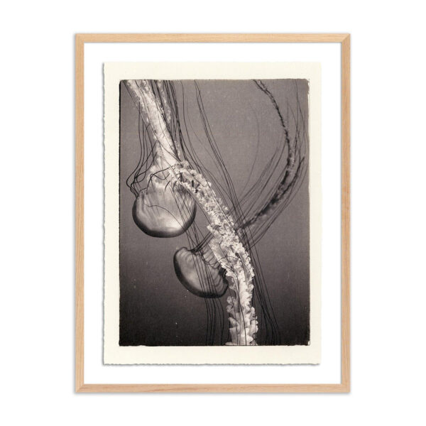 Jellies 4 by Platinum Revival, Oversized