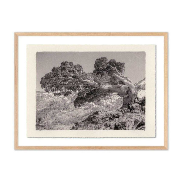 Juniper Gampi by Platinum Revival, Medium