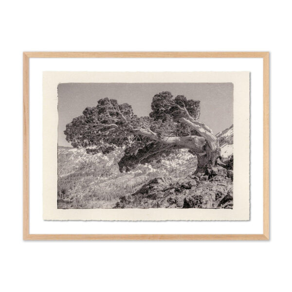 Juniper Gampi by Platinum Revival, Small