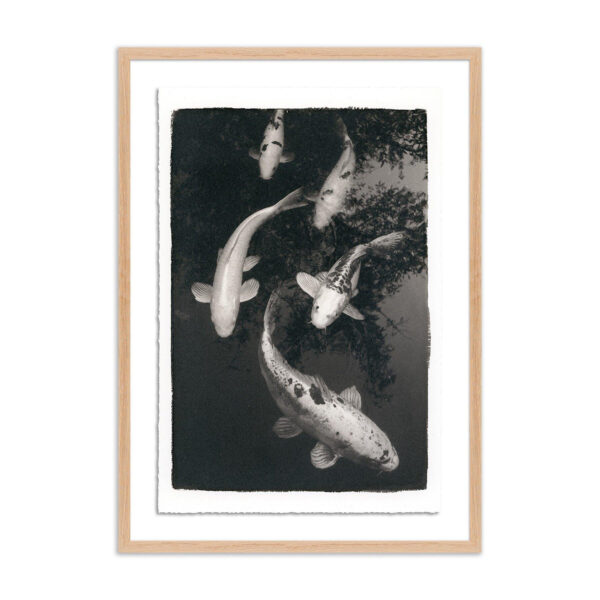Koi Pond 1 by Platinum Revival, XL
