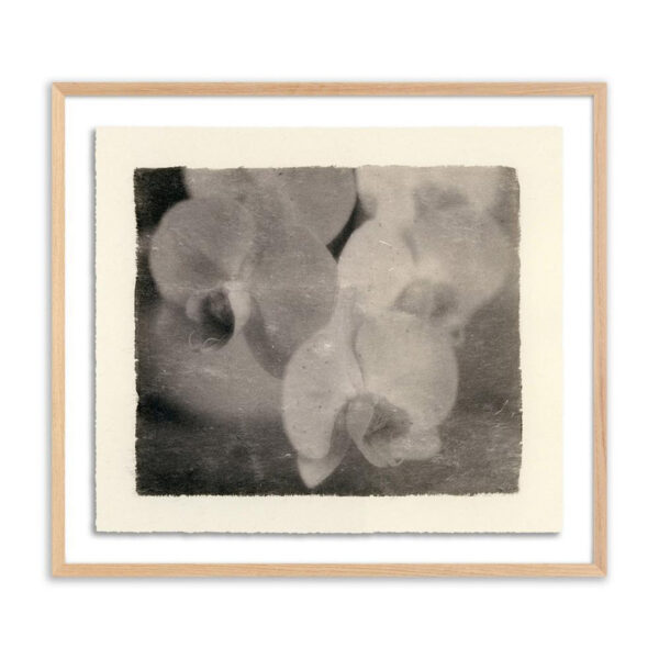 Orchids by Platinum Revival, Medium