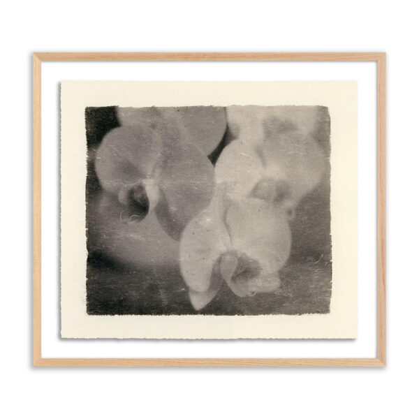 Orchids by Platinum Revival, XL
