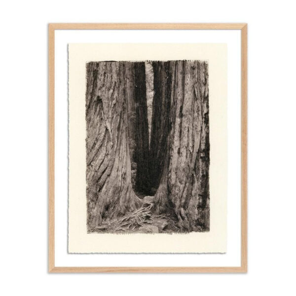 Redwoods Magical Portal by Platinum Revival, Med
