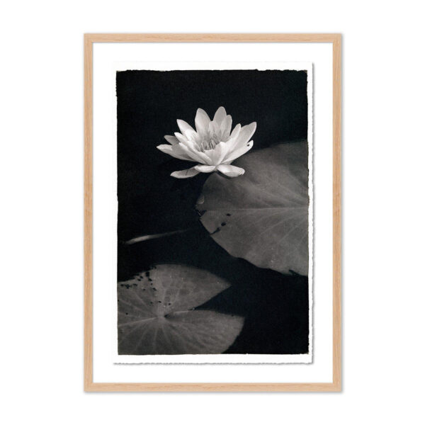 Water Lilly-Kozo by Platinum Revival, XL