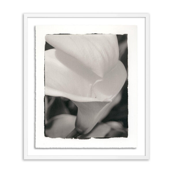 Calla Lily by Platinum Revival, Small