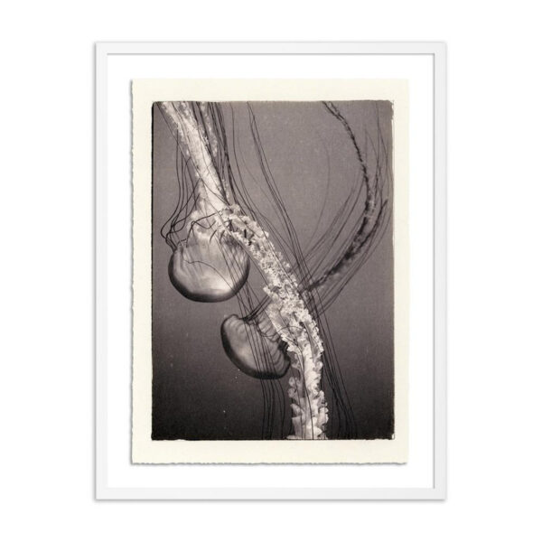 Jellies 4 by Platinum Revival, Medium