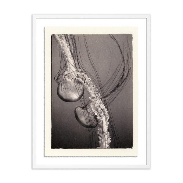 Jellies 4 by Platinum Revival, Oversized