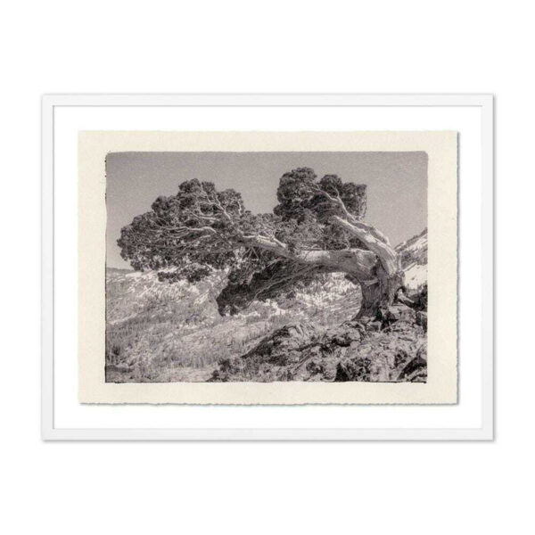Juniper Gampi by Platinum Revival, Medium