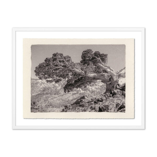 Juniper Gampi by Platinum Revival, XL