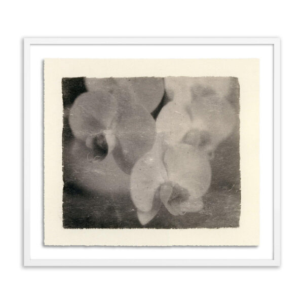 Orchids by Platinum Revival, Small