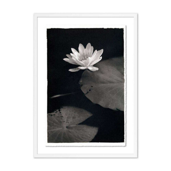 Water Lilly-Kozo by Platinum Revival, Medium